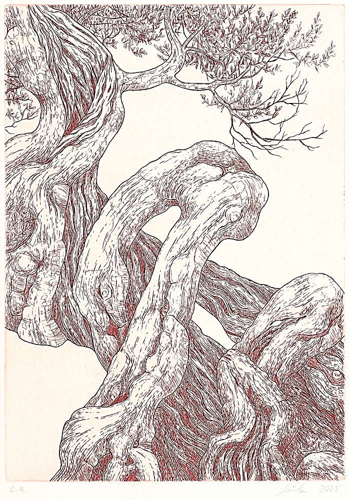 olea_sabrina-winnecke.jpg
